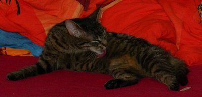 DSCN6036.JPG (166.79 KiB) 9361-mal betrachtet DSCN6036.JPG