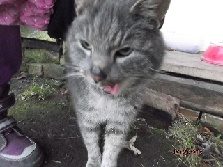 ov_katze.jpg
