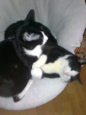 Foto1418.jpg (554.27 KiB) 30711 mal betrachtet frauchen sollte die heizung mal aufdrehen:)