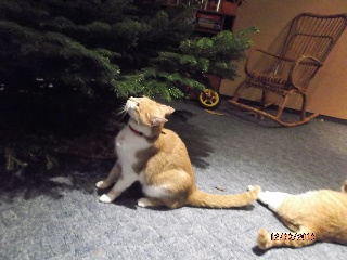 ov_weihnachten001.jpg