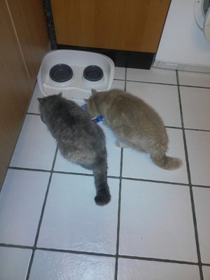 CATS.jpg