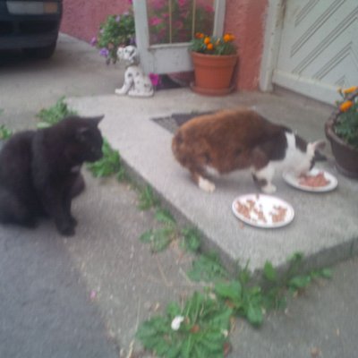 mephcleo.jpg (73.55 KiB) 27398-mal betrachtet mephcleo.jpg