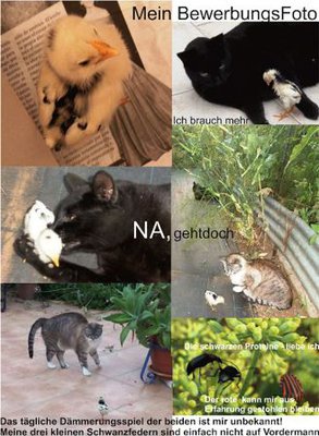 NetkleinHuhn.jpg