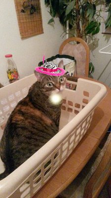image.jpg