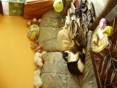 009.JPG (800.4 KiB) 13432-mal betrachtet 009.JPG