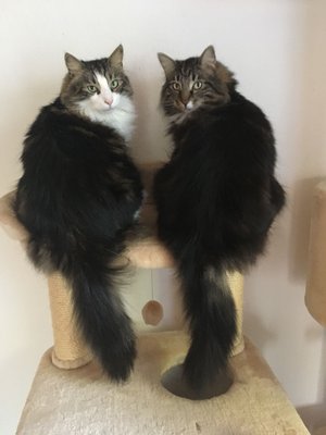 Waldi&Norgi.jpg (134.88 KiB) 234744-mal betrachtet Waldi&Norgi.jpg