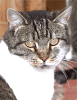 Patenkatze%20Tilli3MA14118645-0060.gif