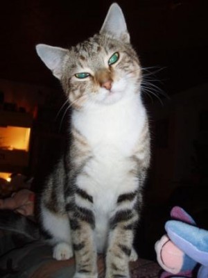 Katzen 010.JPG