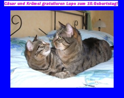 Cäkrü Juni08 im bett 006kl.jpg