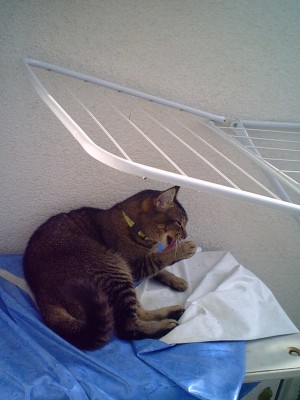 IMG00012.JPG