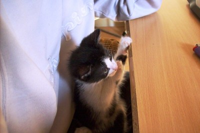 Urmel-Fred 006.jpg (81.66 KiB) 7655-mal betrachtet Urmel-Fred 006.jpg