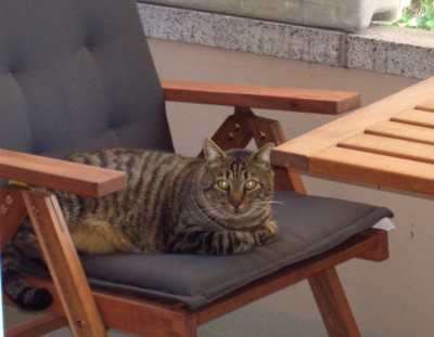 Sammy_auf_Balkon.jpg (172.36 KiB) 5397-mal betrachtet Sammy_auf_Balkon.jpg