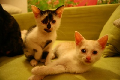 mietzen1.jpg (58.8 KiB) 12177-mal betrachtet mietzen1.jpg