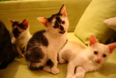 mietzen2.jpg (60.51 KiB) 12179-mal betrachtet mietzen2.jpg