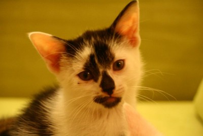 mietzen3.jpg (51.93 KiB) 12180-mal betrachtet mietzen3.jpg