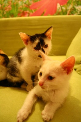 mietzen4.jpg (105.58 KiB) 12582-mal betrachtet mietzen4.jpg