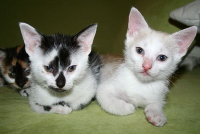 mietzen5.jpg (66.63 KiB) 12176-mal betrachtet mietzen5.jpg