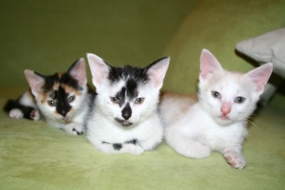 mietzen6.jpg (54.33 KiB) 12583-mal betrachtet mietzen6.jpg