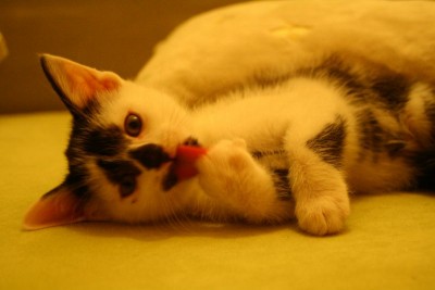 mietzen8.jpg (55.74 KiB) 12177-mal betrachtet mietzen8.jpg