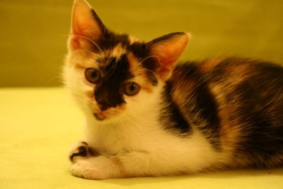 mietzen9.jpg (61.02 KiB) 12185-mal betrachtet mietzen9.jpg