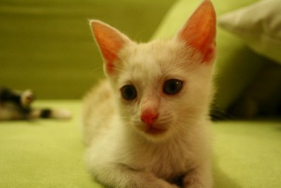 mietzen10.jpg (48.61 KiB) 12575-mal betrachtet mietzen10.jpg