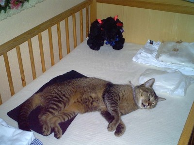 IMG00036.JPG (105 KiB) 15604 mal betrachtet Katze
