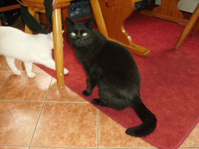 Katzen 020.jpg (234.73 KiB) 14982 mal betrachtet Timmy (6 Jahre)