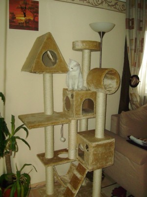 Katzen 015.jpg (208.02 KiB) 14978 mal betrachtet Rocky im neuen "Eigenheim" :)