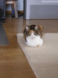 Yuma_neu_Neu003.JPG
