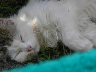 jacki 2.jpg (251.25 KiB) 20356-mal betrachtet jacki 2.jpg