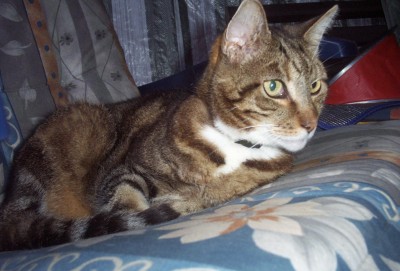 Tiger schön klein.JPG (193.29 KiB) 20174-mal betrachtet Tiger schön klein.JPG