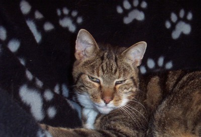 Tiger 0001.JPG (205.17 KiB) 20345-mal betrachtet Tiger 0001.JPG