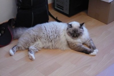 Frodo_1.jpg (53.69 KiB) 15032-mal betrachtet Frodo_1.jpg