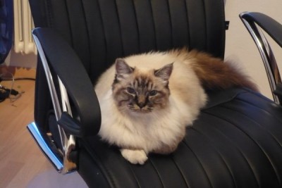 Gizmo_1.jpg (56.27 KiB) 15359-mal betrachtet Gizmo_1.jpg