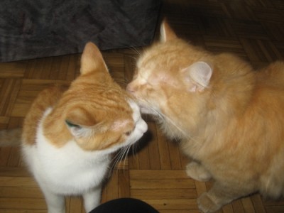 CaptainKastra1.jpg (249.04 KiB) 13232-mal betrachtet CaptainKastra1.jpg