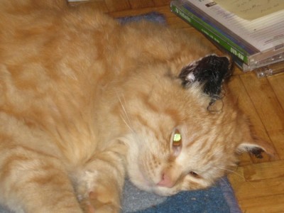 merlin.jpg (245.44 KiB) 13226-mal betrachtet merlin.jpg