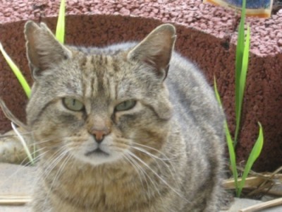 Streuner.jpg (180.81 KiB) 14568-mal betrachtet Streuner.jpg