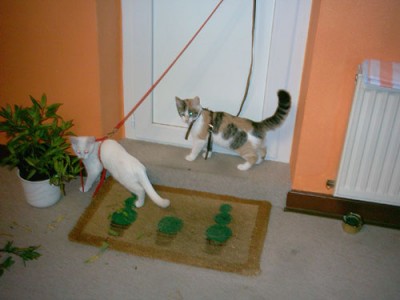 015-Marie,-Kiki.jpg
