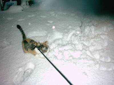 018-Kiki.jpg