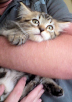 cat1.jpg (54.61 KiB) 5294-mal betrachtet cat1.jpg