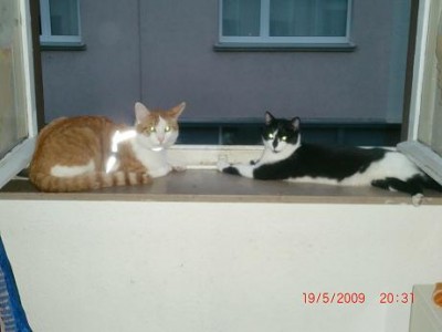 mausi lucky.jpg (52.51 KiB) 16341 mal betrachtet Meine süßen Lucky und Mausi