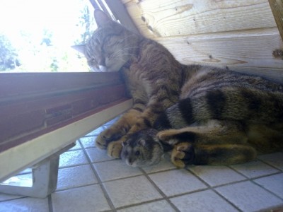 17062009430.jpg (209.58 KiB) 5962-mal betrachtet 17062009430.jpg