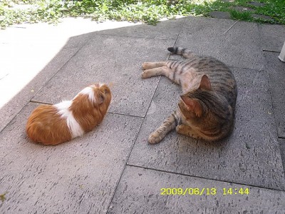 Schweindal und Miezi2.jpg (247.47 KiB) 4964-mal betrachtet Schweindal und Miezi2.jpg