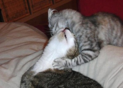 l_7650267b2d9d487892489b6a974d9ef8.jpg (30.01 KiB) 4719-mal betrachtet l_7650267b2d9d487892489b6a974d9ef8.jpg