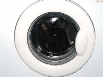 Timmi_in_Waschmaschine.jpg
