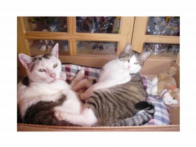 Trunks und Simba.jpg