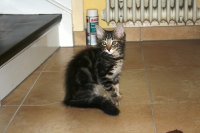 eowyn2.jpg (270.16 KiB) 14350-mal betrachtet eowyn2.jpg