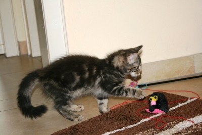 Eowyn1.jpg (276.7 KiB) 14344-mal betrachtet Eowyn1.jpg