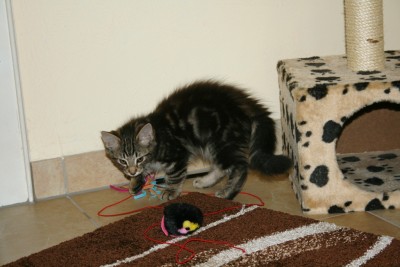 get-attachment.jpg (307.77 KiB) 14351-mal betrachtet get-attachment.jpg