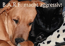 aggressiv_klein.jpg